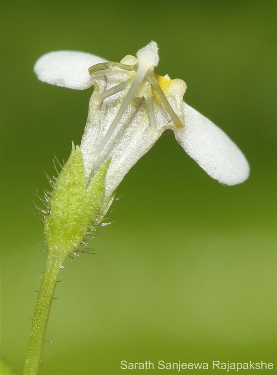 Yamazakia pusilla (Willd.) W.R.Barker, Y.S.Liang & Wannan